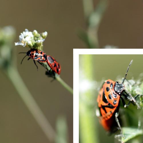 Eurydema ornata